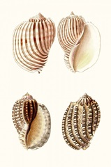 Lamarck Shells V