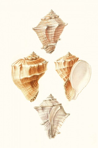Lamarck Shells VI