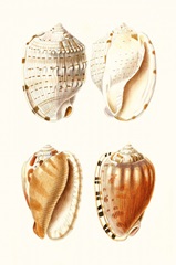Lamarck Shells VII