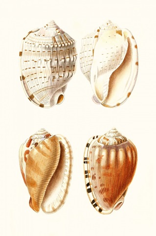 Lamarck Shells VII
