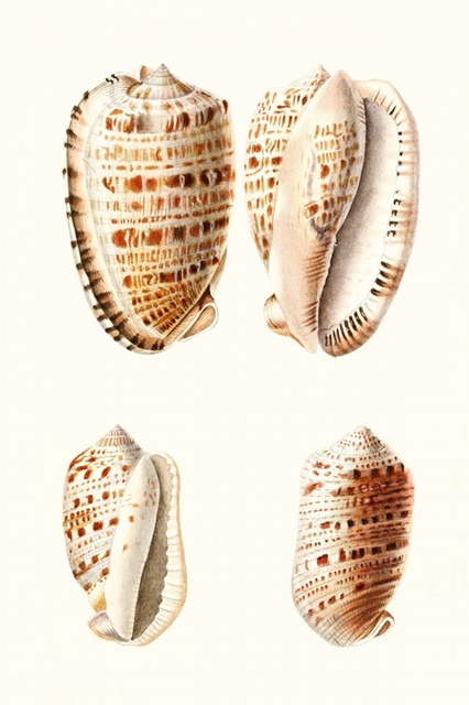Lamarck Shells VIII