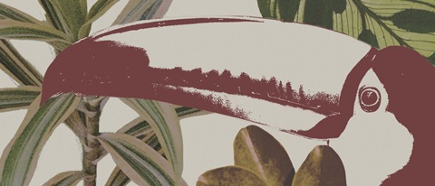 Graphic Tropical Bird Collection D