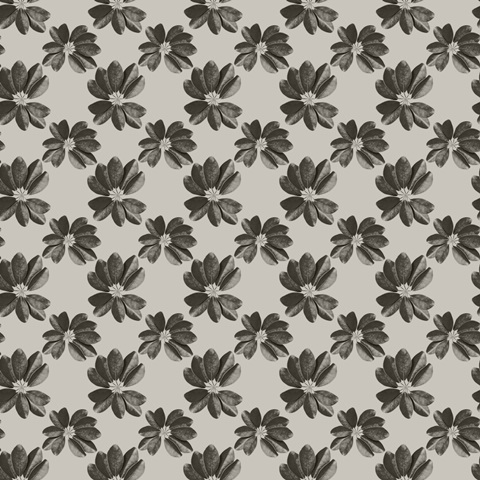 Graphic Tropical Bird Collection G