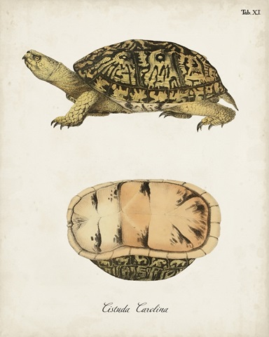Antique Turtles & Shells V