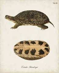 Antique Turtles & Shells VI