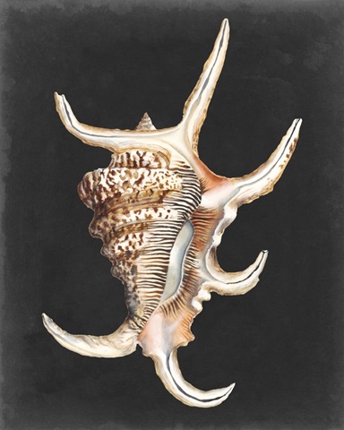 Graphic Spider Conch