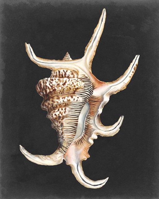 Graphic Spider Conch