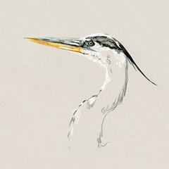 Bright Heron Sketch II