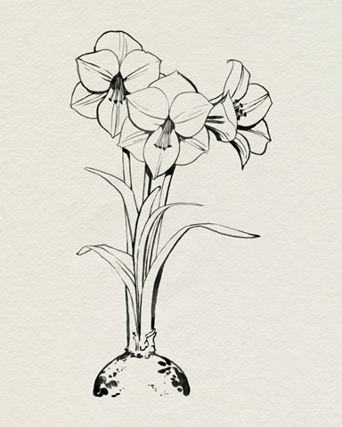 Christmas Amaryllis I