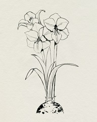 Christmas Amaryllis II