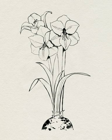 Christmas Amaryllis II