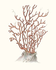Terra Cotta Coral II