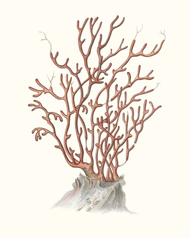 Terra Cotta Coral II