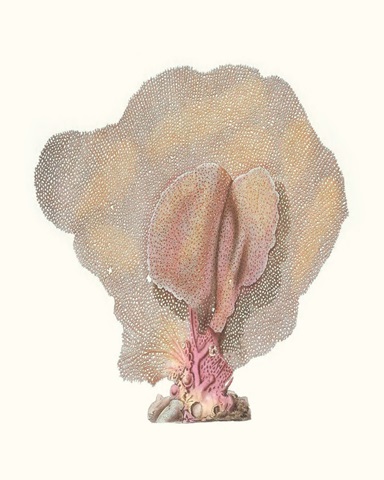 Terra Cotta Coral III