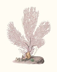 Terra Cotta Coral IV