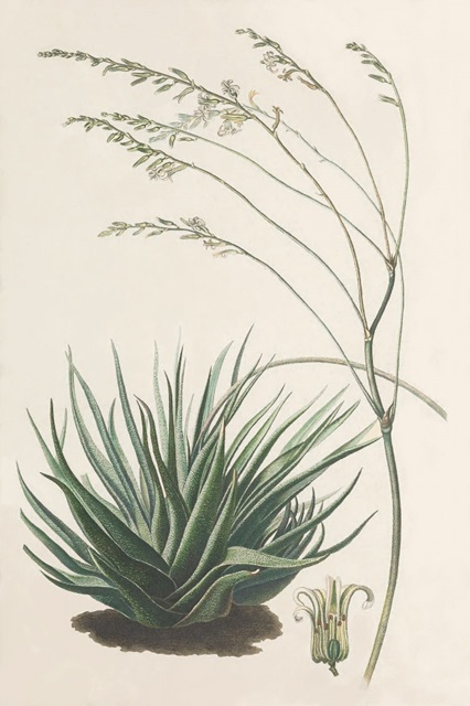Agave Plant I
