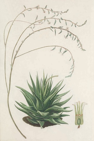 Agave Plant II
