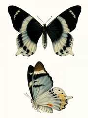 Antique Blue Butterflies I