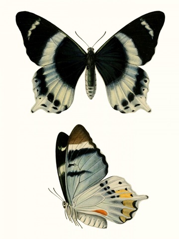 Antique Blue Butterflies I