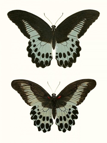 Antique Blue Butterflies II