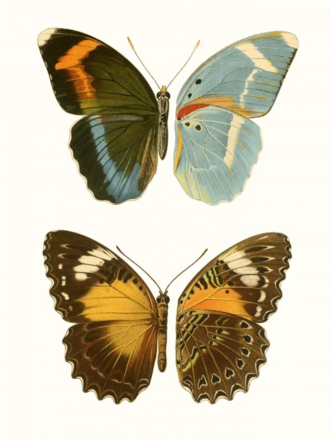 Antique Blue Butterflies III
