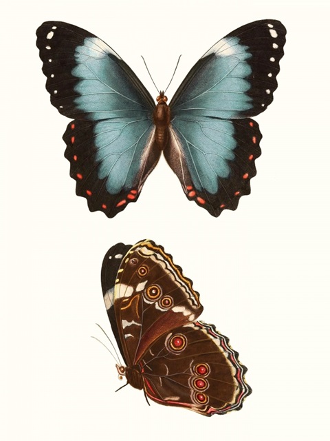Antique Blue Butterflies IV