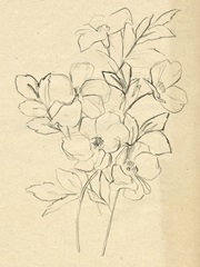 Contour Flower Sketch I