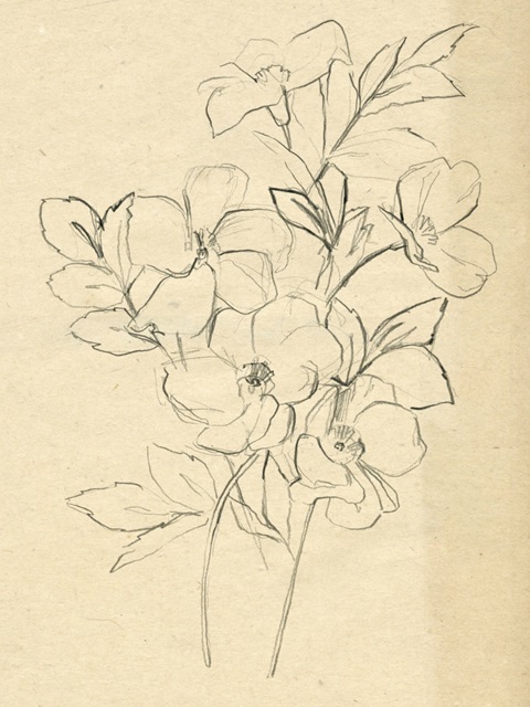 Contour Flower Sketch I