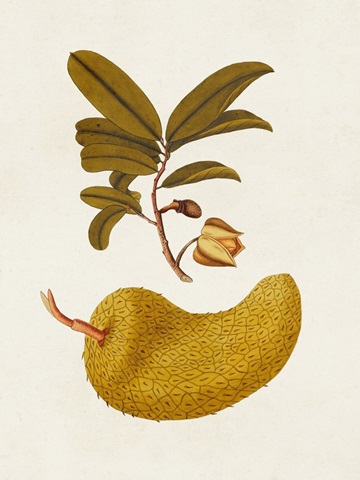 Exotic Botanicals II