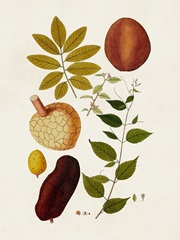 Exotic Botanicals III