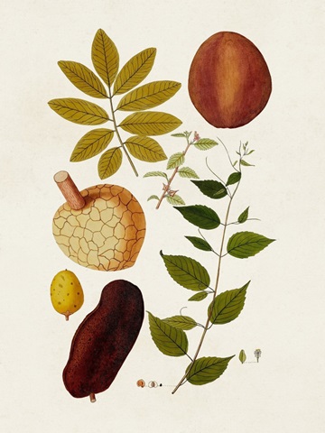 Exotic Botanicals III