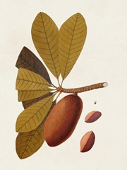 Exotic Botanicals IV