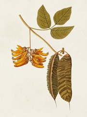 Exotic Botanicals VI