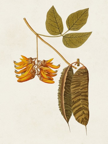 Exotic Botanicals VI