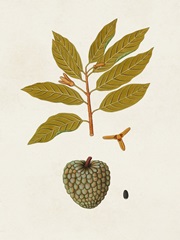 Exotic Botanicals VII