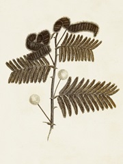 Sepia Botanicals I