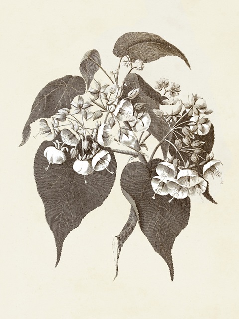 Sepia Botanicals II