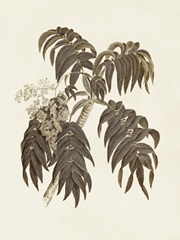 Sepia Botanicals III