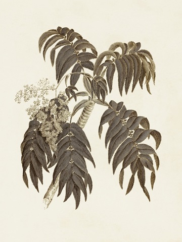 Sepia Botanicals III
