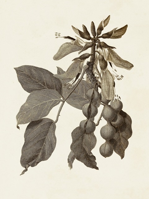 Sepia Botanicals IV