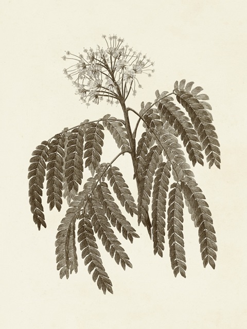 Sepia Botanicals V