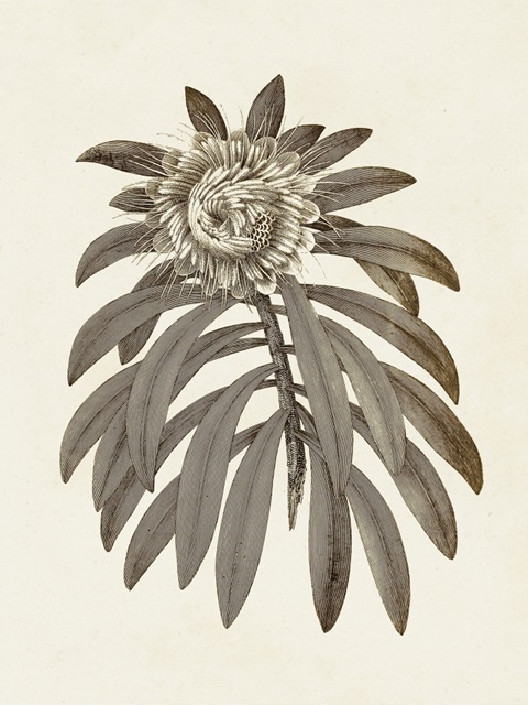 Sepia Botanicals VI