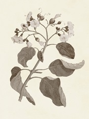 Sepia Botanicals VII