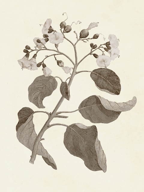 Sepia Botanicals VII