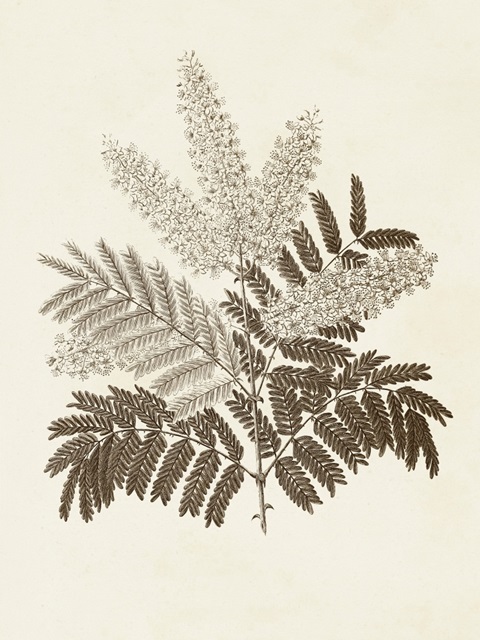 Sepia Botanicals VIII