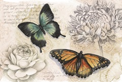 Shadow Box Butterfly Collection A