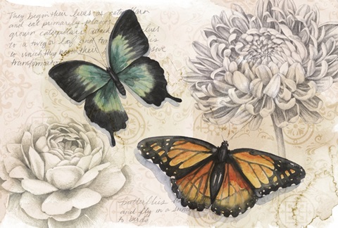 Shadow Box Butterfly Collection A