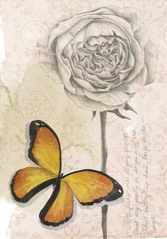 Shadow Box Butterfly Collection B