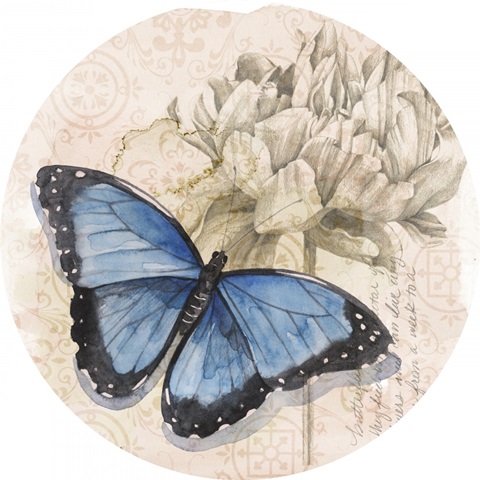 Shadow Box Butterfly Collection C