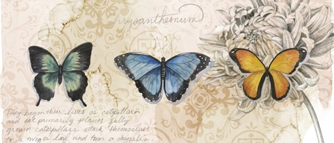 Shadow Box Butterfly Collection D